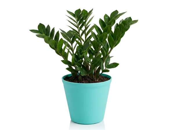 Zz_Plant_Indoor_With_Plastic_Pot