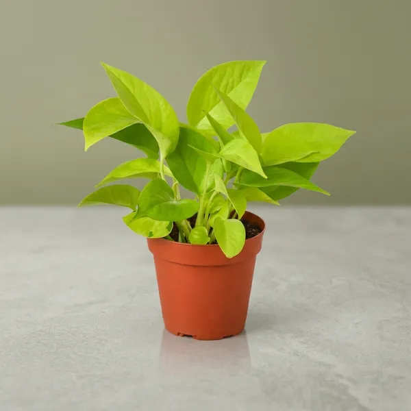 Money_Plant_Indoor_With_Plastic_Pot