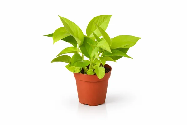 Money_Plant_Indoor_With_Plastic_Pot