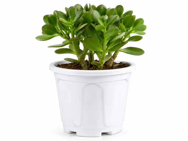 Jade_Plant_Indoor_Outdoor_With_Plastic_Pot