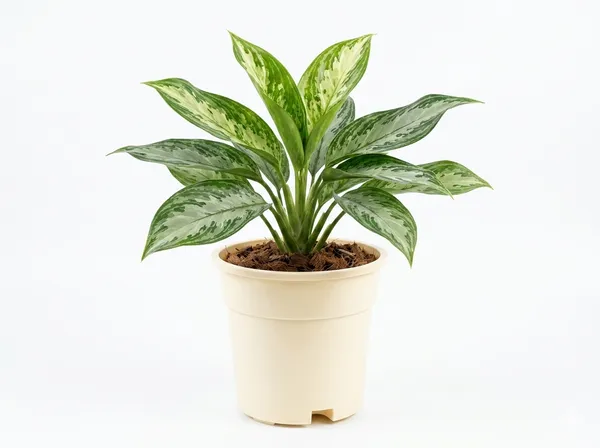 Aglaonema_Snow_White_Indoor_Plant_With_Plastic_Pot
