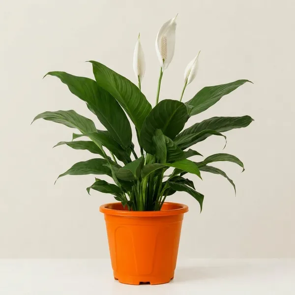 Peace_Lily_Indoor_Plant_With_Plastic_Pot