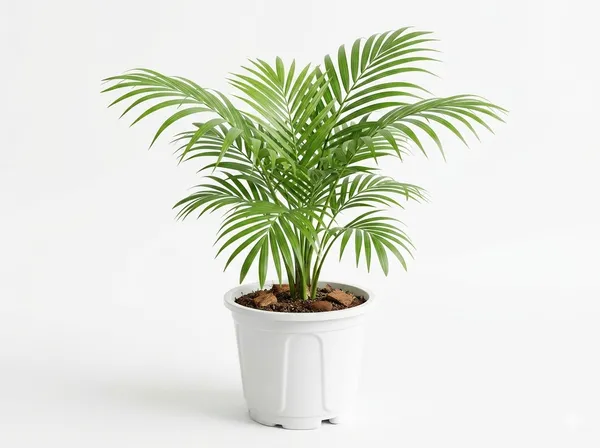 Areca_Palm_Indoor_Outdoor_Plant_With_Plastic_Pot