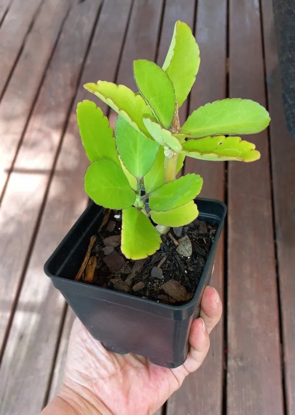 Bryophyllum_Pinnatum_Pattharchatta_Plant_With_Plastic_Pot