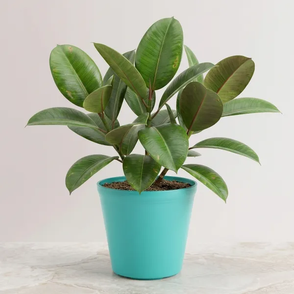 Rubber_Plant_Indoor_Outdoor_With_Plastic_Pot