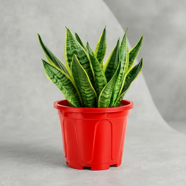 Snake_Plant_Indoor_With_Plastic_Pot