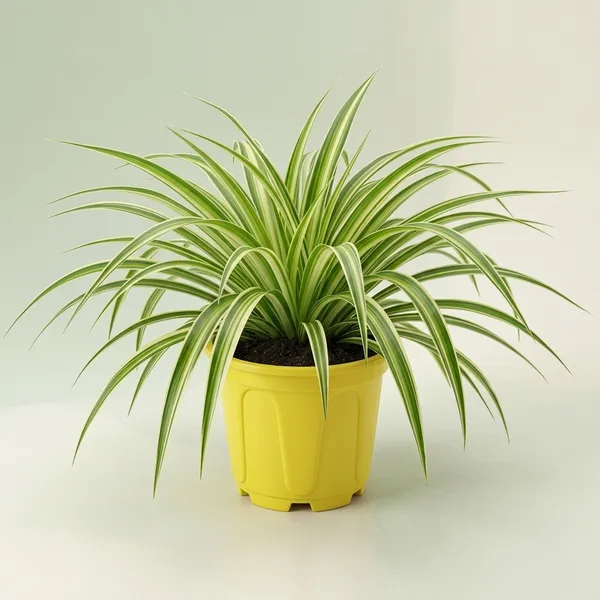 Spider_Plant_Indoor_With_Plastic_Pot