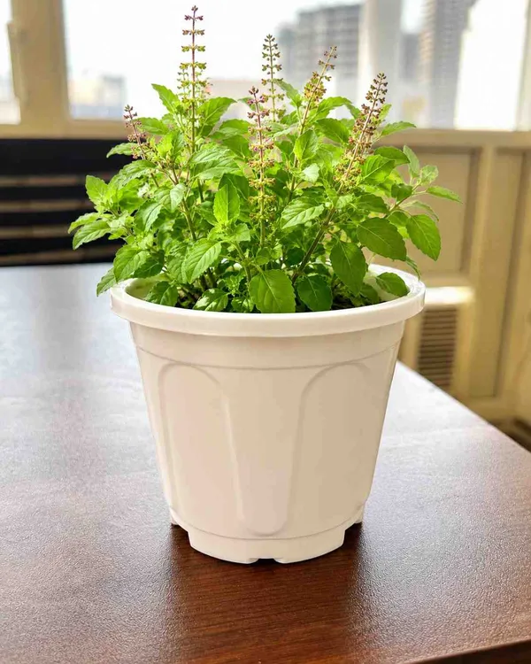 Tulsi_Outdoor_Plant_With_Plastic_Pot