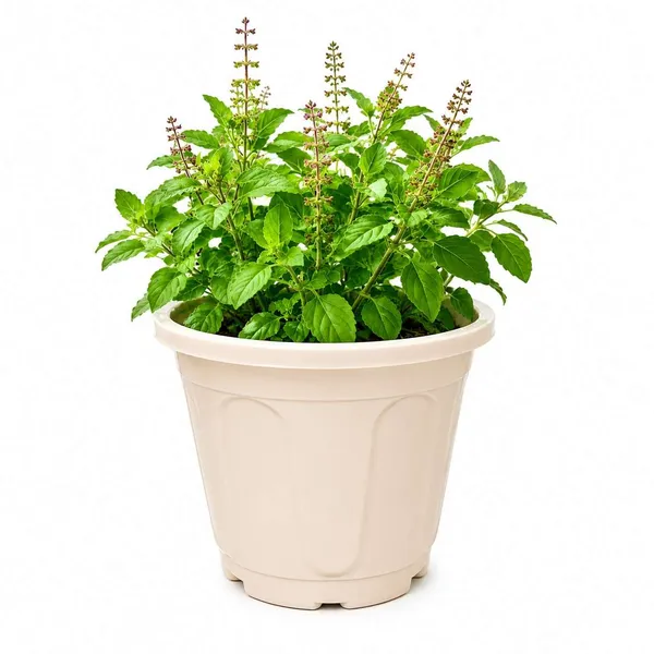 Tulsi_Outdoor_Plant_With_Plastic_Pot