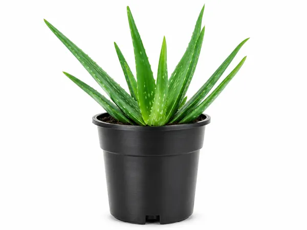 Aloe_Vera_Indoor_Outdoor_Plant_With_Plastic_Pot