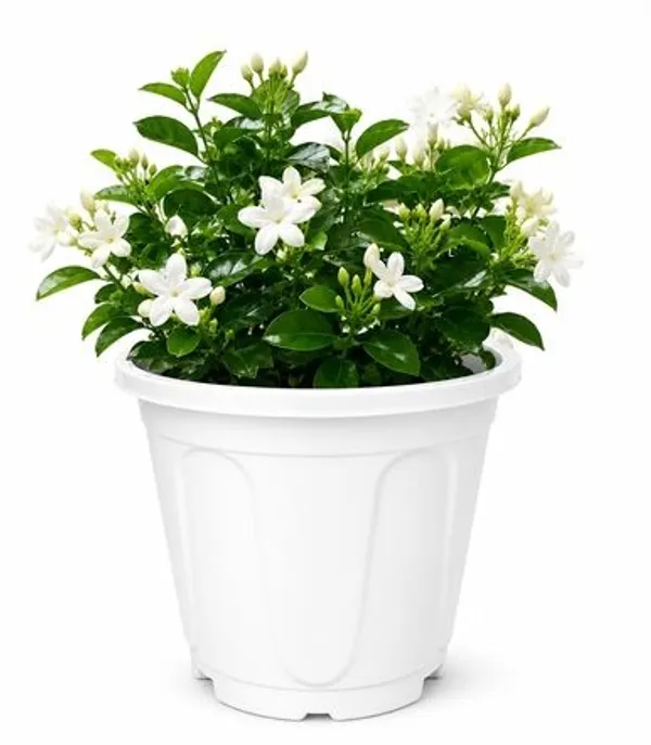 Arabian_Jasmine_Outdoor_Plant_With_Plastic_Pot