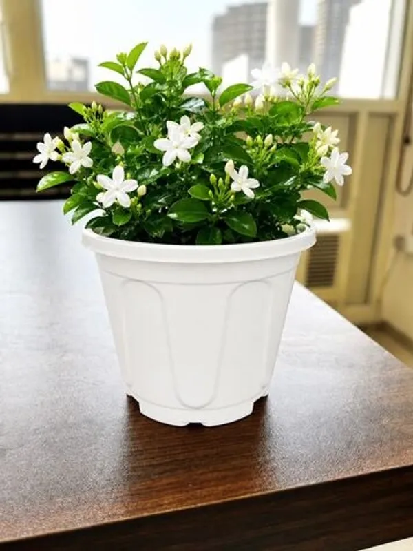 Arabian_Jasmine_Outdoor_Plant_With_Plastic_Pot