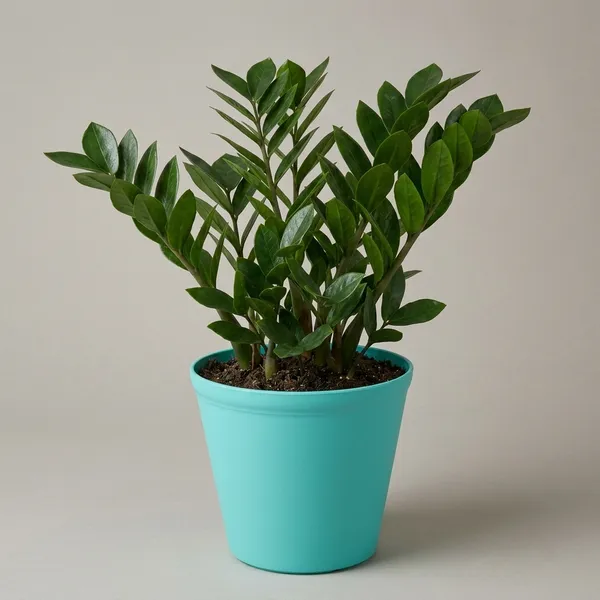 Zz_Plant_Indoor_With_Plastic_Pot