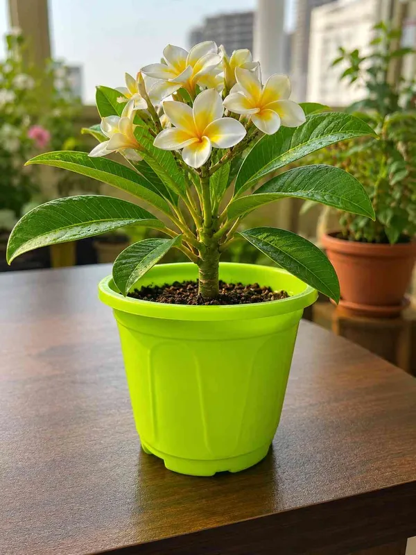 Champa_Plumeria_Outdoor_Plant_With_Plastic_Pot