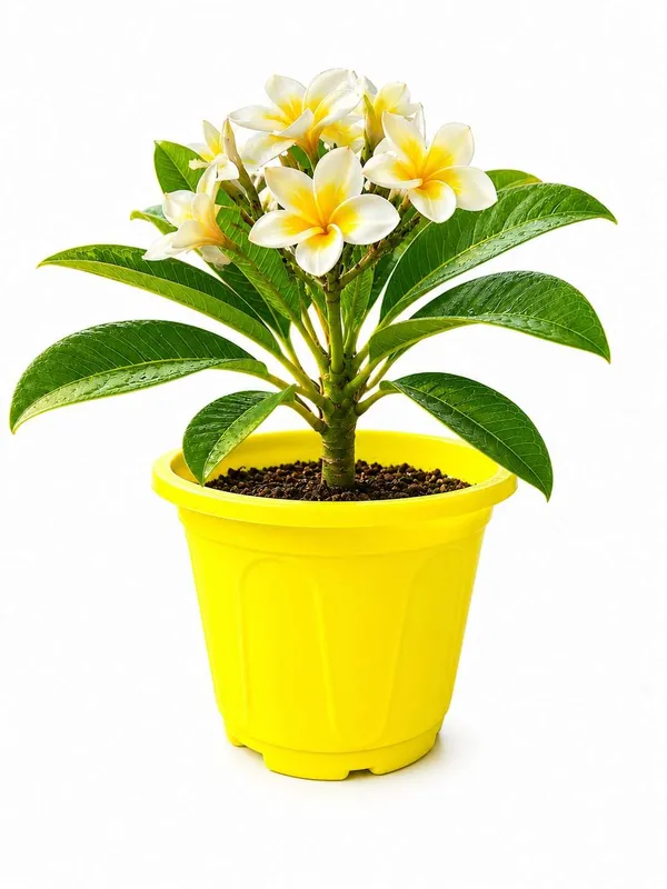 Champa_Plumeria_Outdoor_Plant_With_Plastic_Pot