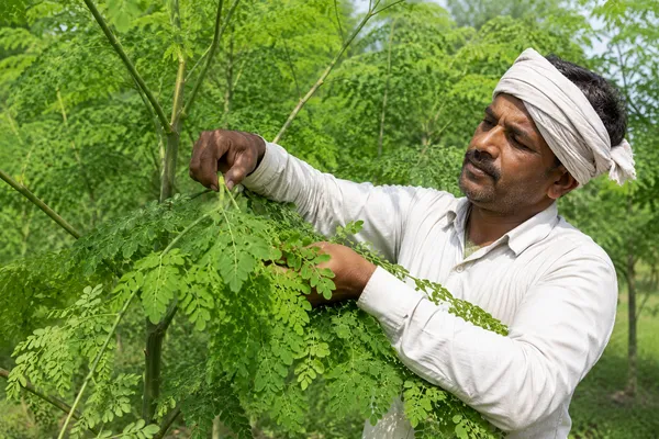 Moringa_Capsule