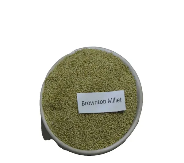 Siyanjali_Browntop_Millet_Grain_Gluten_Free_Low_Gi_Rice