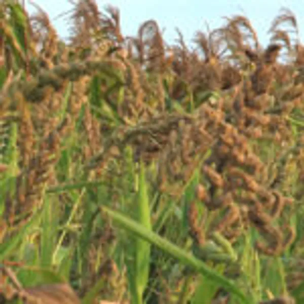 Siyanjali_Barnyard_Millet_Flour_Gluten_Free_Low_Gi_Atta_900G_-_Pack_of_2