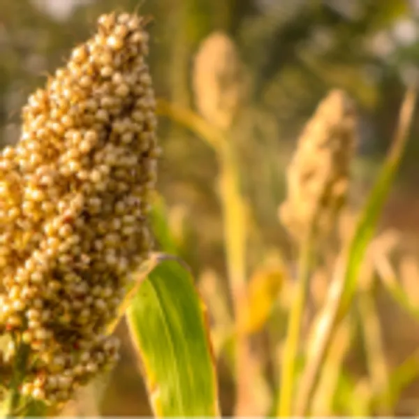 Siyanjali_Jowar_Millet_Flour_Gluten_Free_Low_Gi_Atta_900G_-_Pack_of_4