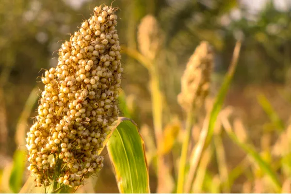 Siyanjali_Jowar_Millet_Flour_Gluten_Free_Low_Gi_Atta_900G_-_Pack_of_4