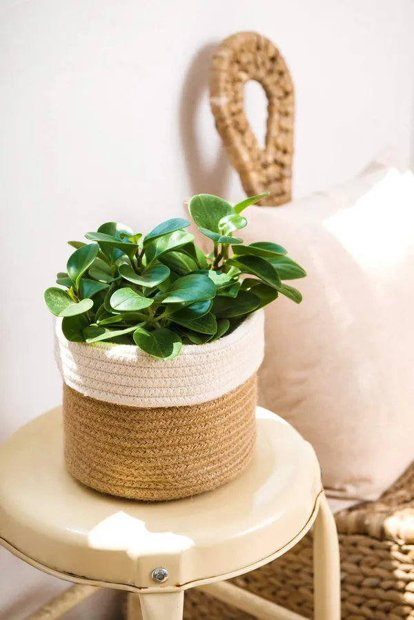 Cotton_Rope_Plant_Basket