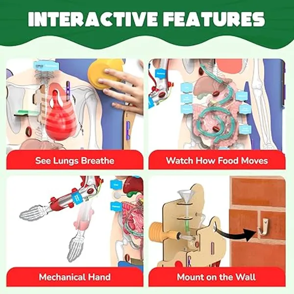 Smartivity_Human_Anatomy_Model_Educational_Learning_Kit_With_Organs_And_Systems