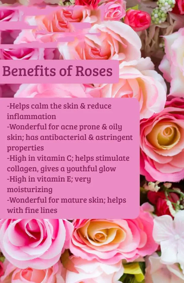 Edith_Naturals_Gulabjal_Blossom_With_Radiance_Pure_Rose_Water_Natural_Toner_And_Hydrating_Mist_For_Skin_And_Hair_200_Ml_-_Pack_Of_2