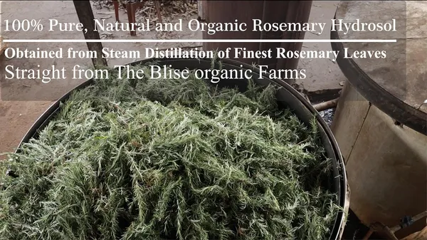 Rosemary_Water_Spray_For_Hair_Growth_200_Ml_Hair_Spray_For_Regrowth_Rosemary_Hair_Mist_Adds_Shine_Helps_Reduce_Hairfall_Strengthens_Hair_Suitable_For_All_Hair_Types_-_Pack_Of_2