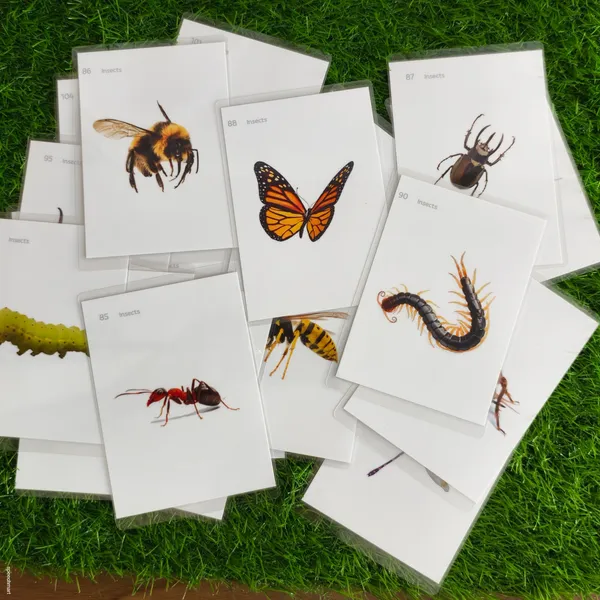 500_Laminated_and_reusable_flashcards_set_for_speech_therapy_