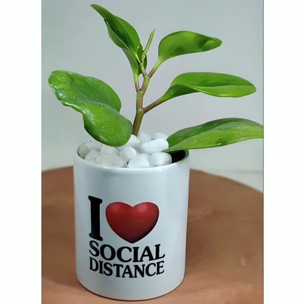 Mimitiinaa_White_Ceramic_Planter_With_Drainage_Hole_For_Indoor_Plants_Can_Be_Customised_With_Photos,_Logos,_Mesages