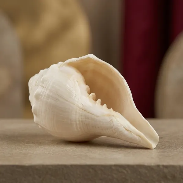 White_Natural_Conch_Shell_Lakshmi_Shankh_For_Puja