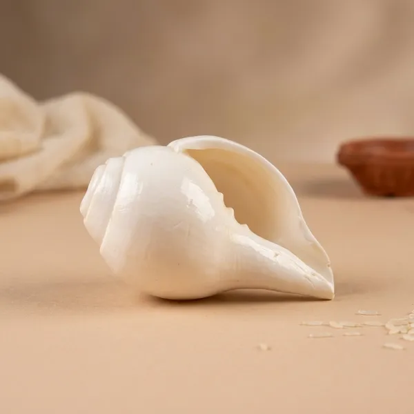 Pooja_Shankh_Natural_Conch_Shell