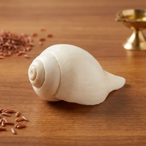 Pooja_Shankh_Natural_Conch_Shell