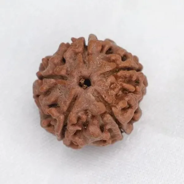 Rudraksha_panch_Mukhi_Bead_-_Pack_of_3
