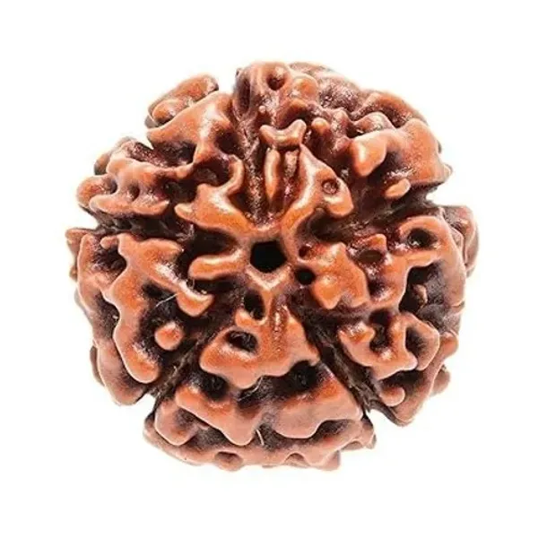 Rudraksha_Bead_for_Spiritual_and_Devotional_Use_-_Pack_of_3
