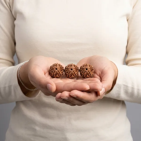 Rudraksha_panch_Mukhi_Bead_-_Pack_of_3