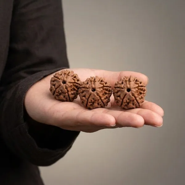 Rudraksha_panch_Mukhi_Bead_-_Pack_of_3