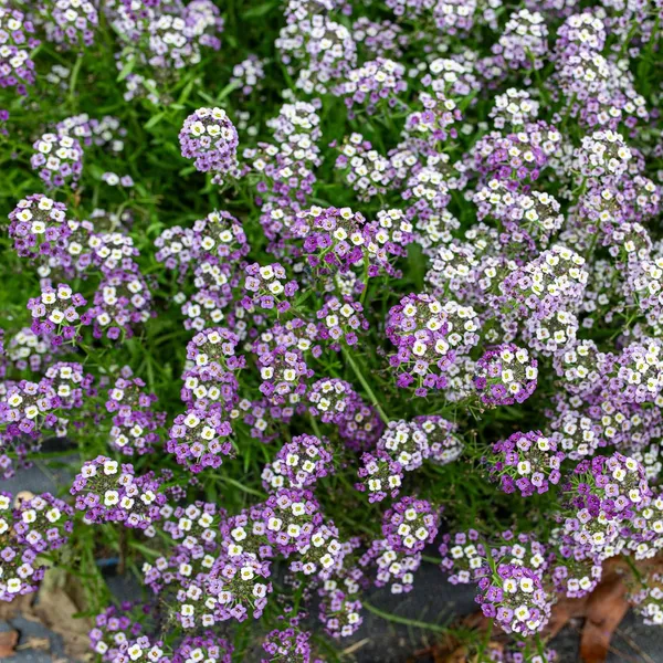 Pack_Of_2_Alyssum_Flower_Seeds_(_50_Seeds)