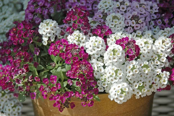 Pack_Of_2_Alyssum_Flower_Seeds_(_50_Seeds)