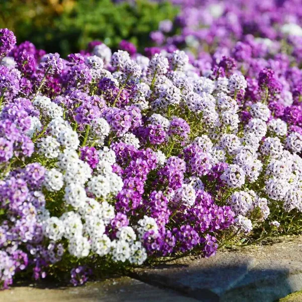 Pack_Of_2_Sweet_Alyssum_Flower_Seeds_(_50_Seeds)