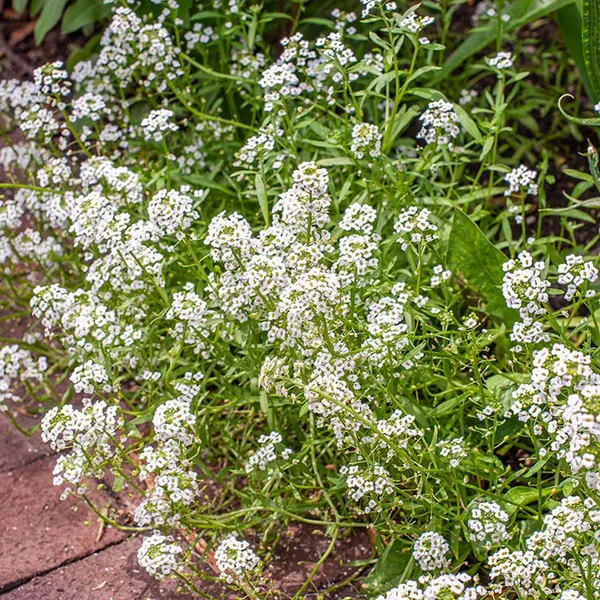 Pack_Of_2_Sweet_Alyssum_Flower_Seeds_(_50_Seeds)