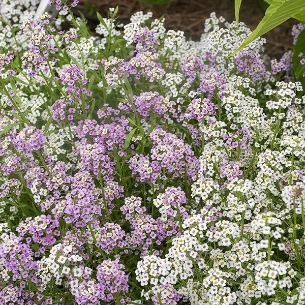 Pack_Of_2_Sweet_Alyssum_Flower_Seeds_(_50_Seeds)