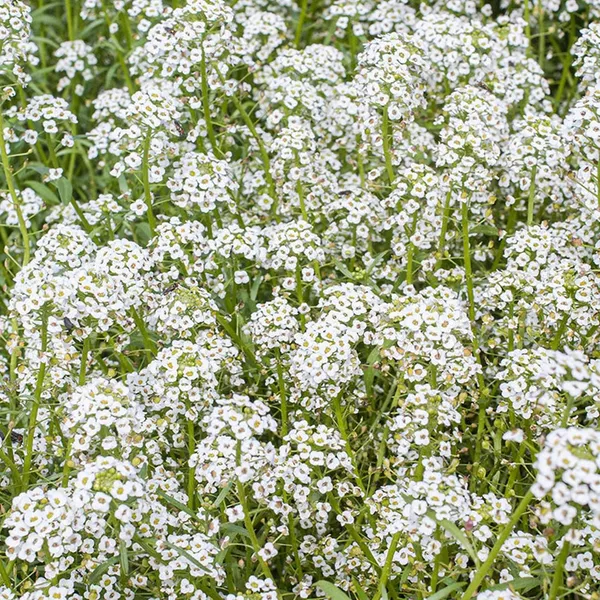 Pack_Of_2_Sweet_Alyssum_Flower_Seeds_(_50_Seeds)