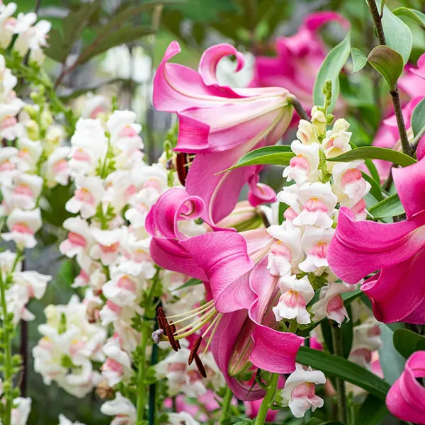 Pack_Of_2_Antirrhinum_Flower_Seeds_(_200_Seeds)