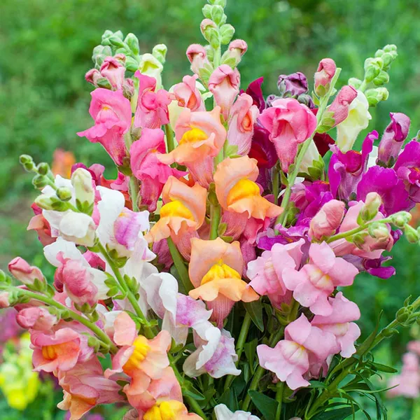 Pack_Of_2_Antirrhinum_Flower_Seeds_(_200_Seeds)