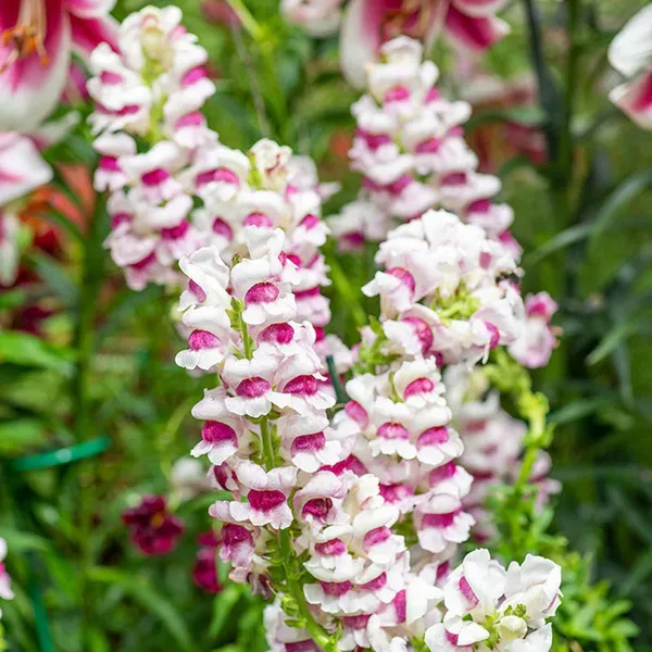 Pack_Of_2_Antirrhinum_Flower_Seeds_(_200_Seeds)