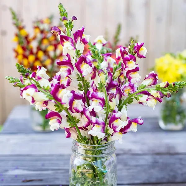 Pack_Of_2_Antirrhinum_Flower_Seeds_(_200_Seeds)