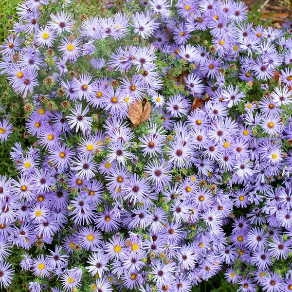 Pack_Of_2_Aster_Matsumoto_Flower_Seeds_(_50_Seeds)