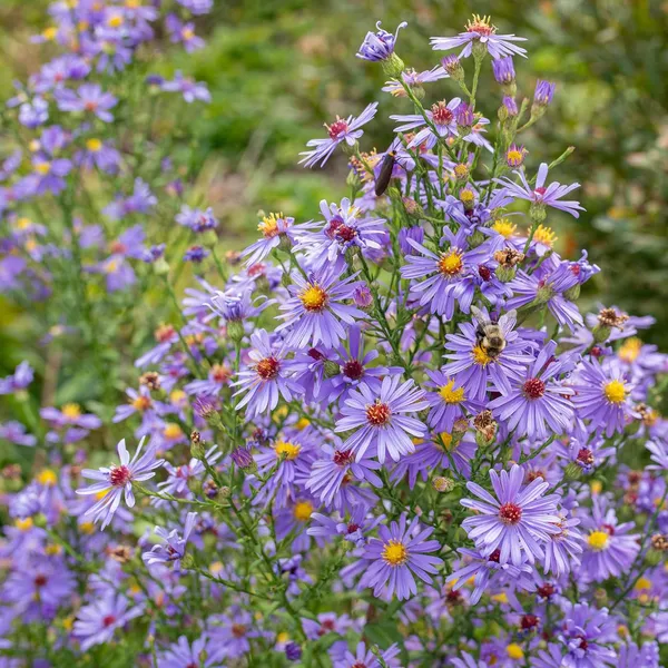 Pack_Of_2_Aster_Matsumoto_Flower_Seeds_(_50_Seeds)
