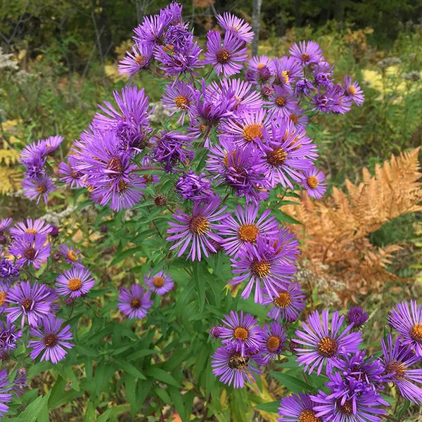 Pack_Of_2_Aster_Matsumoto_Flower_Seeds_(_50_Seeds)